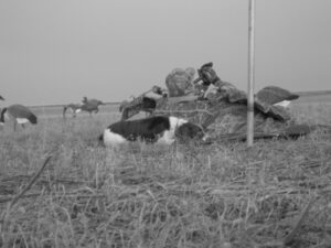 SK-waterfowl-hunting-honker-heaven-118