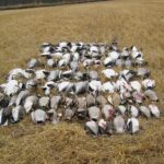 SK-waterfowl-hunting-honker-heaven-121