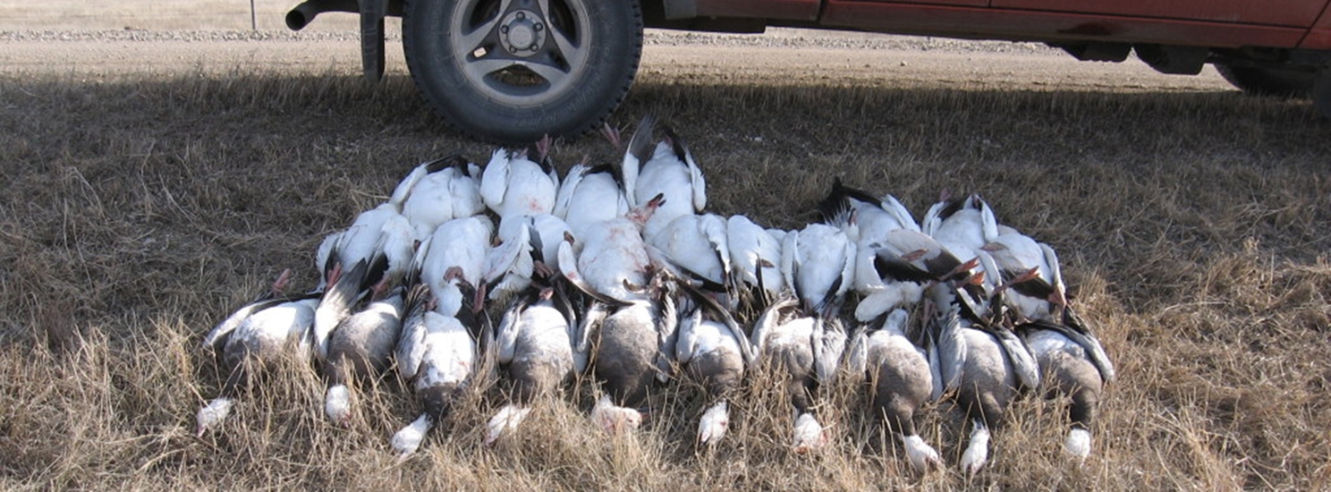 honker-heaven-Snow-Geese-1-slice