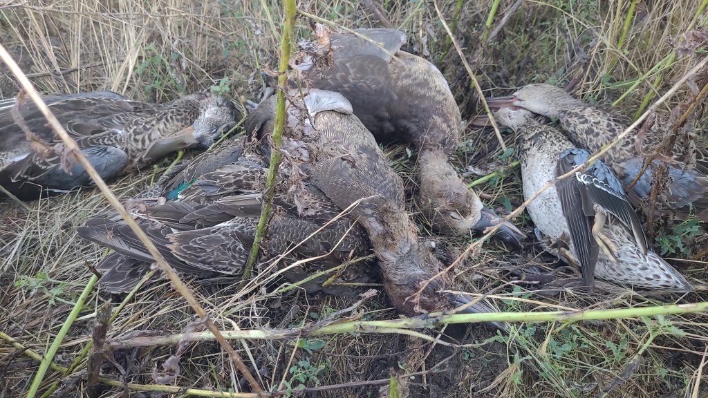 sk-goose-duck-hunting-2024-HHO-11