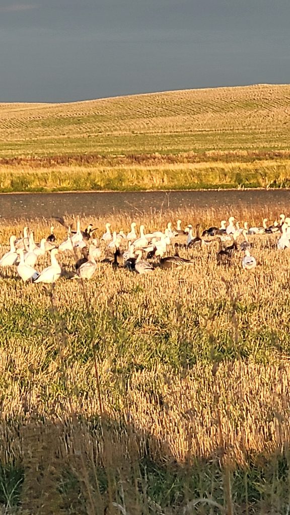sk-waterfowl-hunt-2023-HHO-13