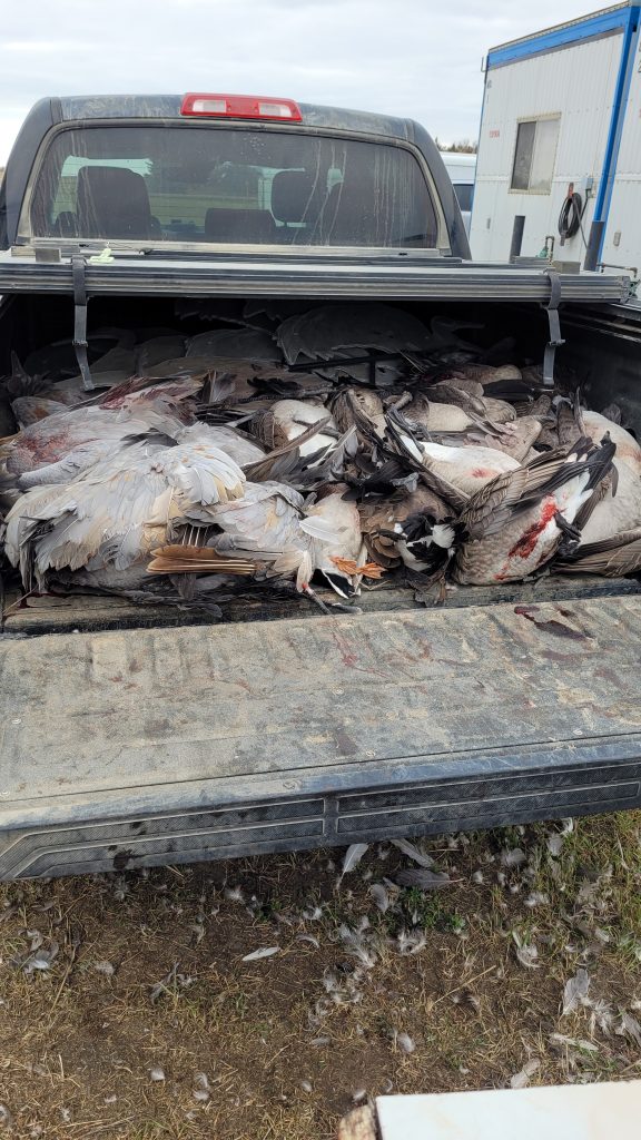 sk-waterfowl-hunt-2023-HHO-19