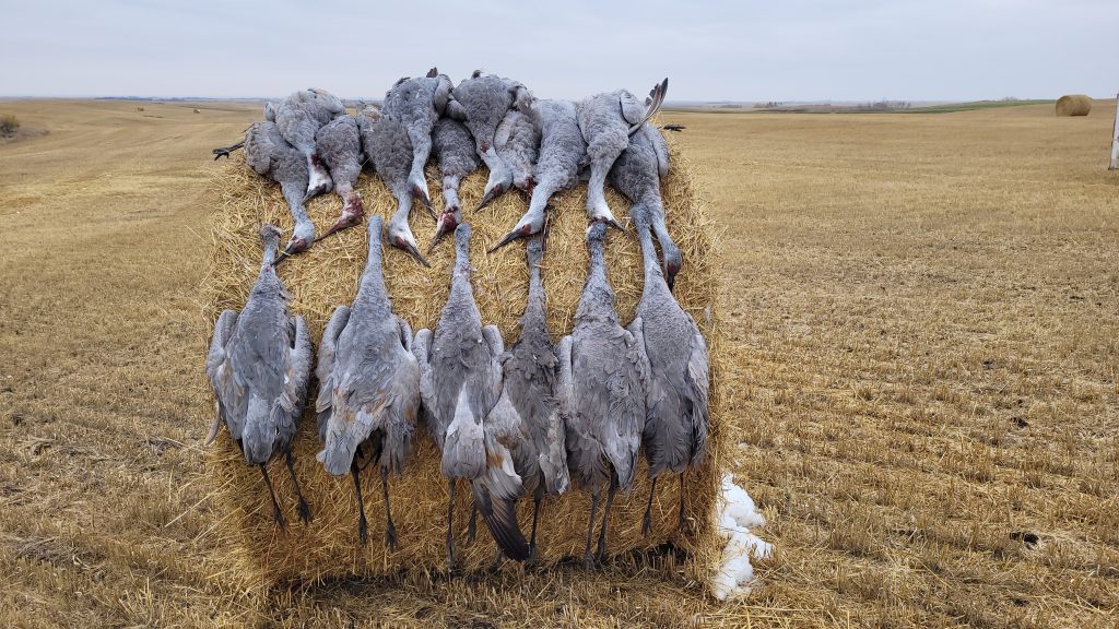 sk-waterfowl-hunt-trip-2025-HHO-28