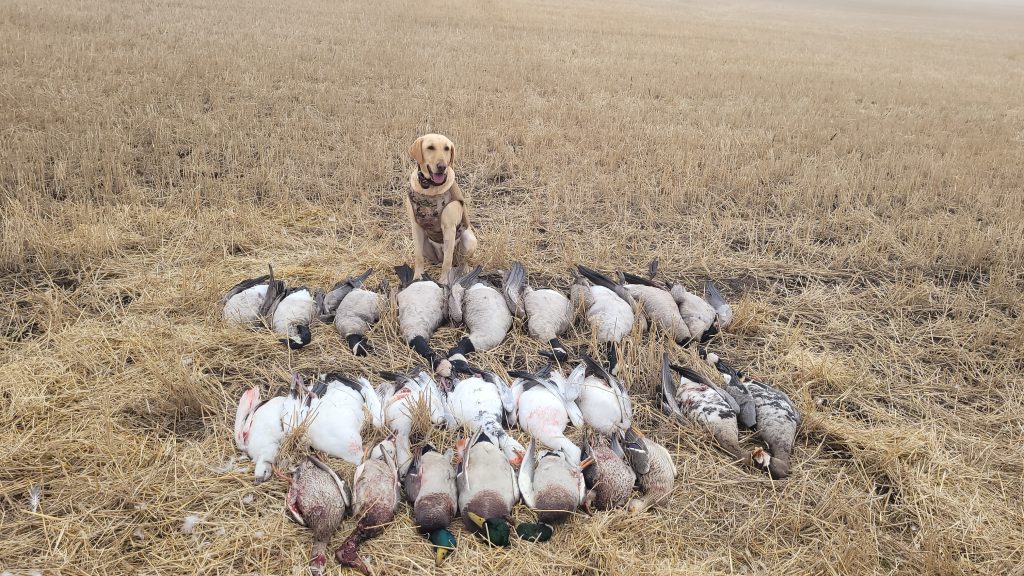 sk-waterfowl-hunt-trip-2025-HHO-32