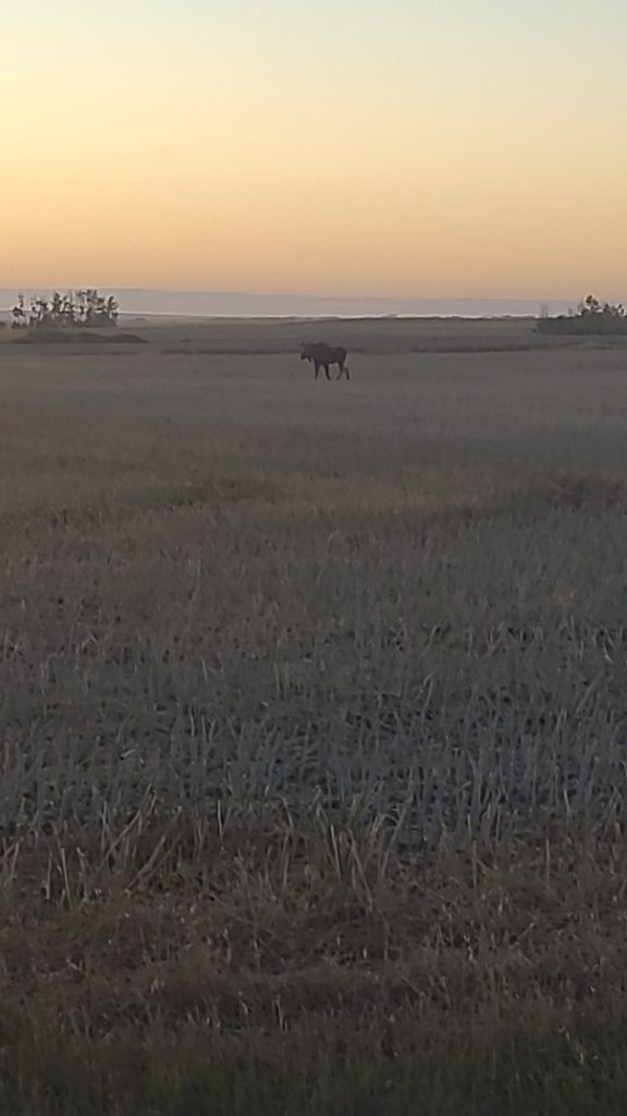 sk-waterfowl-hunt-trip-2025-HHO-37