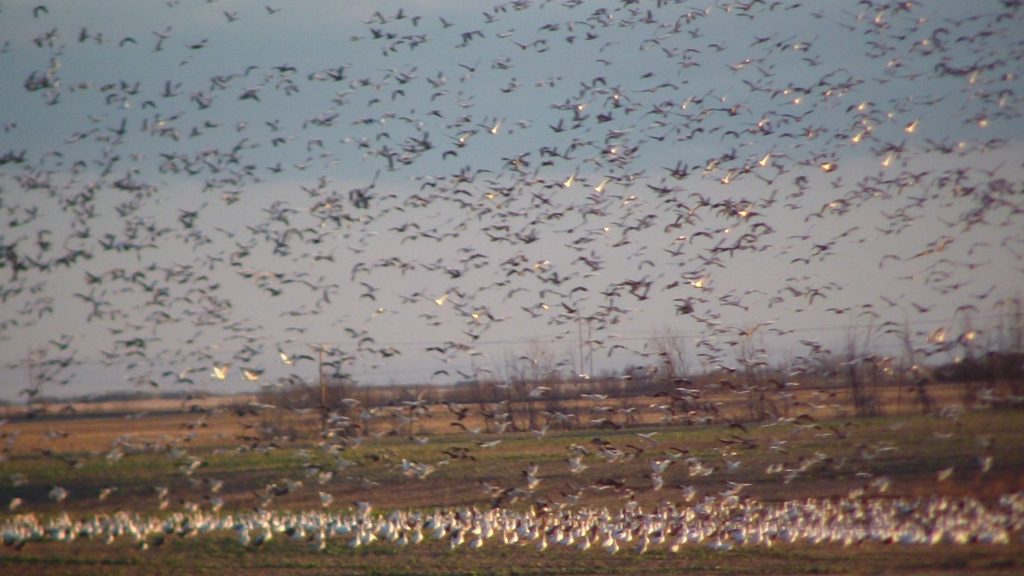 flock-of-snow-geese_1776