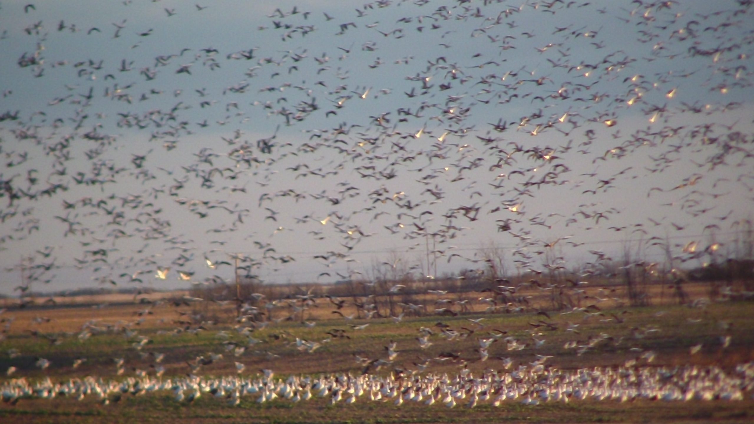 The Ultimate Guide to Saskatchewan Goose Hunting