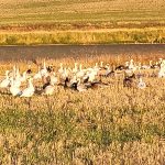 sk-waterfowl-hunt-2023-HHO-13