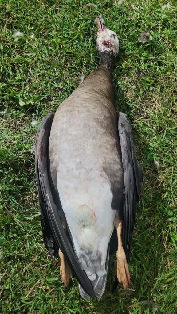 hybrid-specklebelly-blue-phase-snow-goose-1