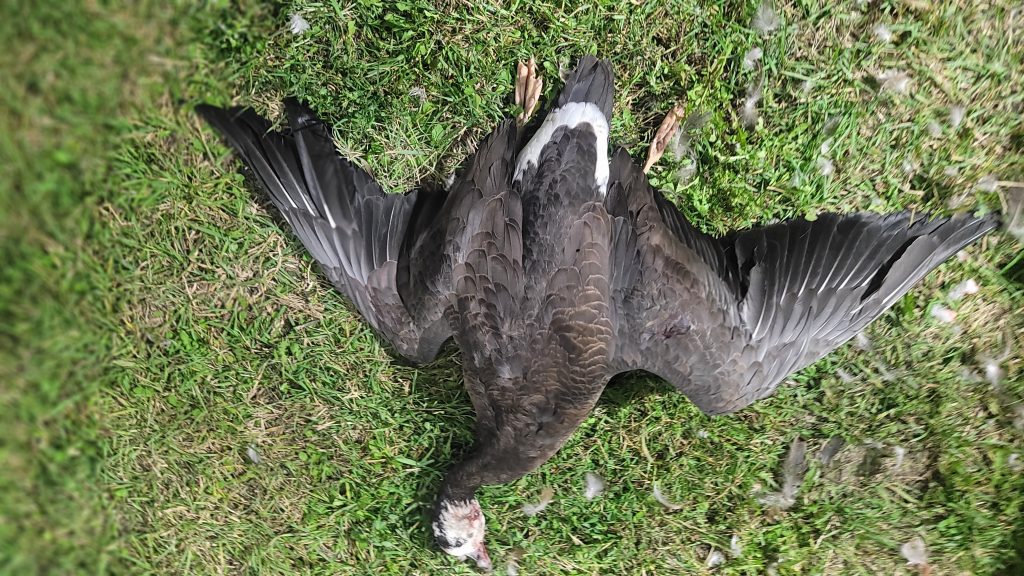 hybrid-specklebelly-blue-phase-snow-goose-2