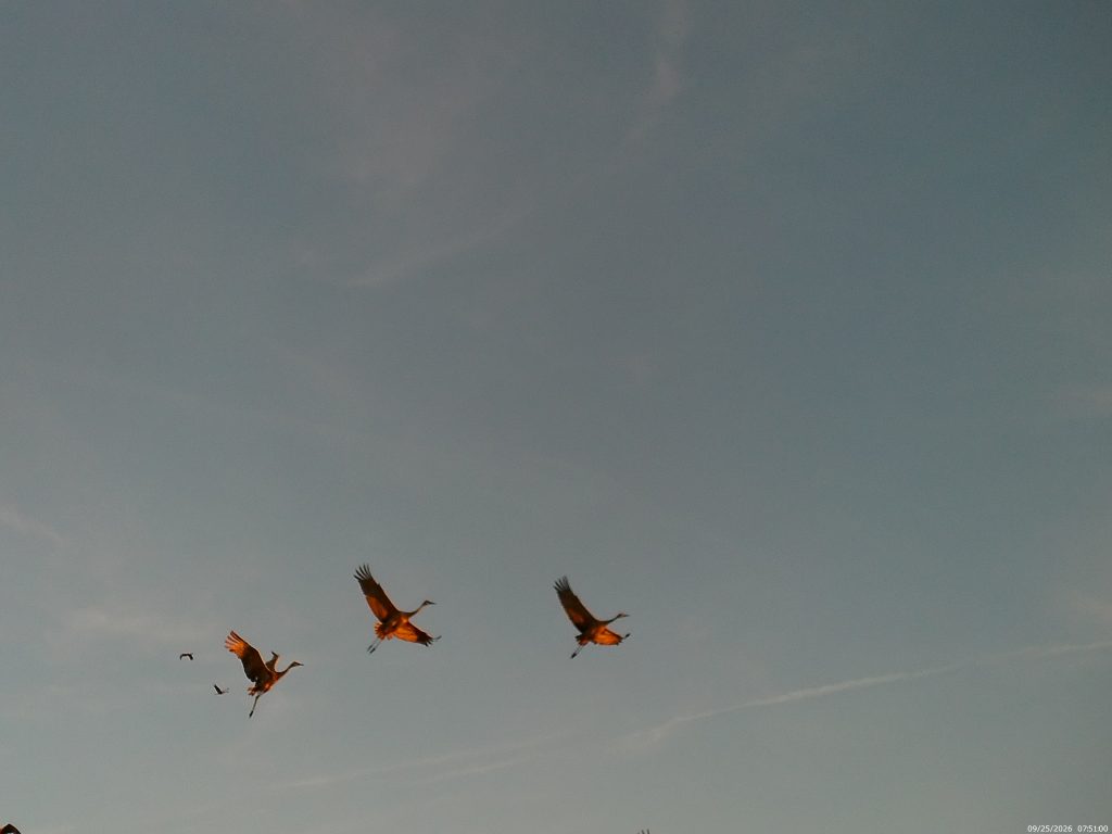 week-1-group-2-crane-loosing-feathers