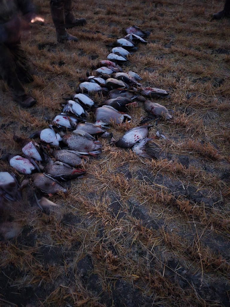 afternoon-duck-hunt-limit-2