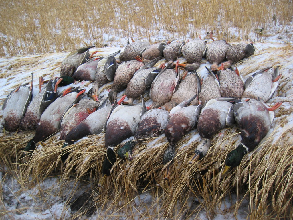 Duck-Hunts-113