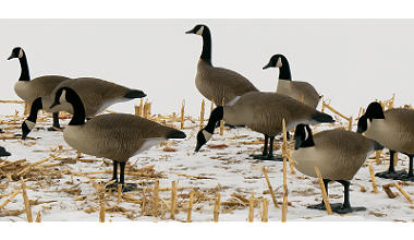 Group-of-Big-foot-decoys