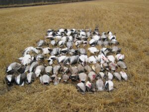 SK-waterfowl-hunting-honker-heaven-121