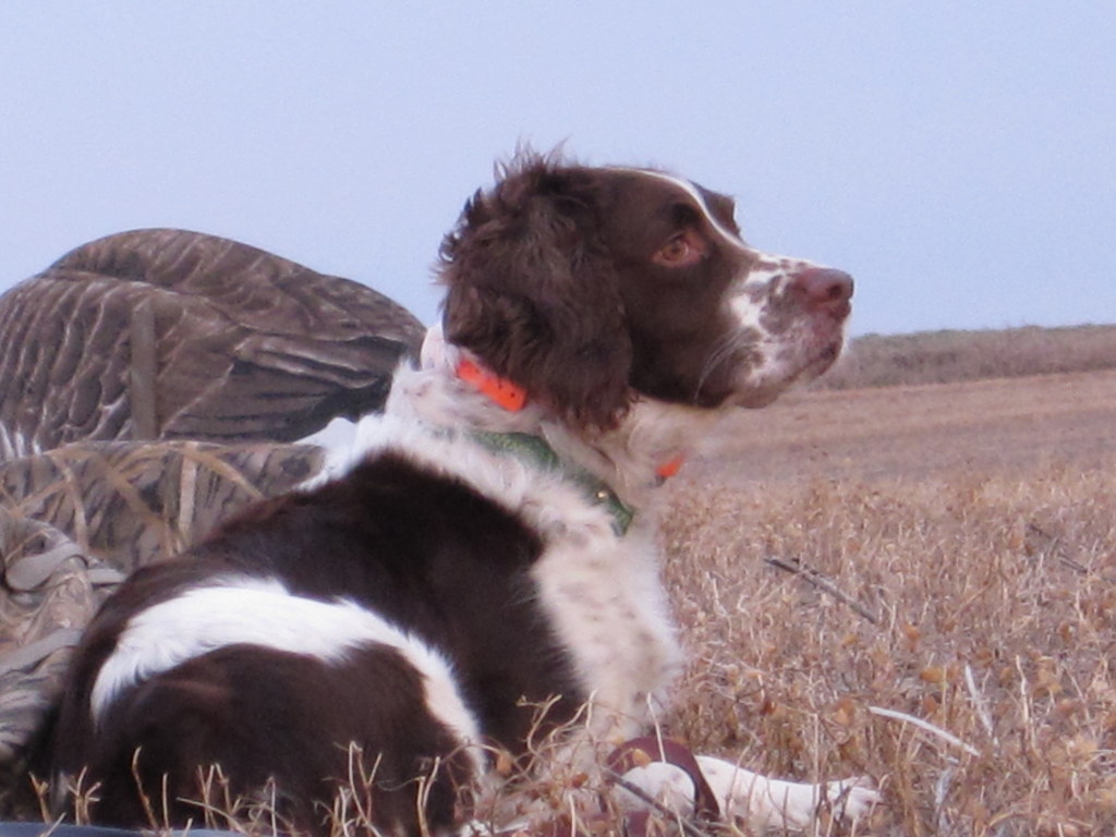 honker-heaven-waterfowl-hunting-dog